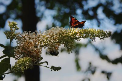 Close-up of insect on plant against blurred background