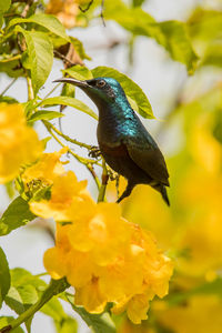 Close-up of bird perching on flower