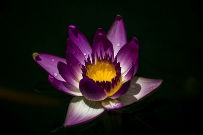 High angle view of purple lotus water lily over black background