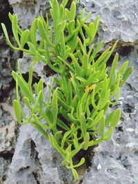 Close-up of leaves