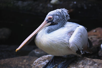 Close-up of pelican on rock
