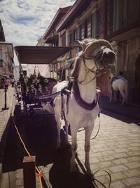 View of horse in front of building