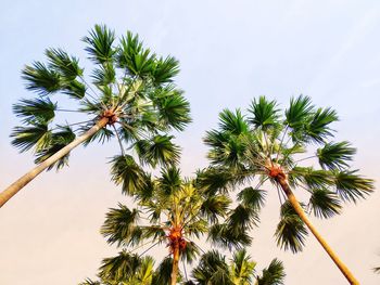 Low angle view of coconut palm tree against sky