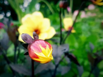 Close-up of yellow flower