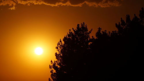 Silhouette of trees at sunset