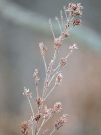 Close-up of flowers on branch