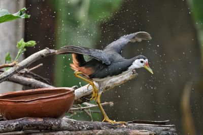 Bird flying over water