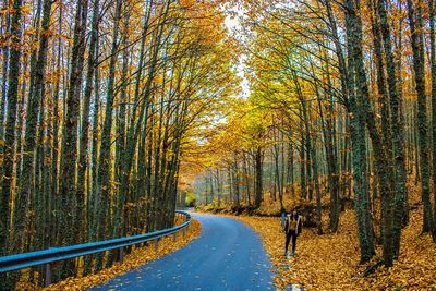 Road amidst trees in forest during autumn