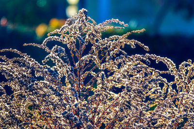 Close-up of frozen plant