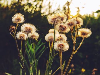 Close-up of wilted dandelion flowers on field