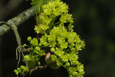 Close-up of fresh green plant