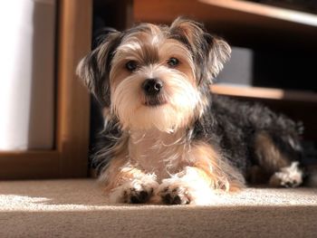 Portrait of dog at home