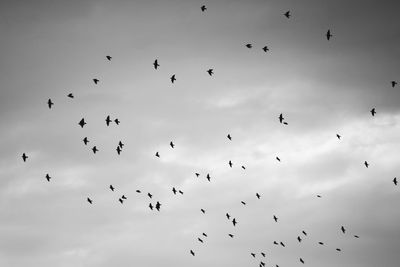 Low angle view of birds flying in sky