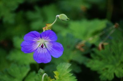 Close-up of purple flowering plant