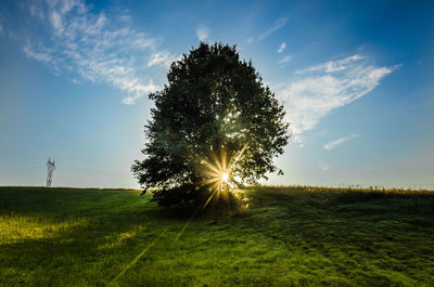 Tree on field against sky during sunset