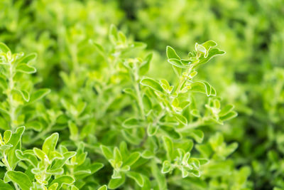 Close-up of fresh green plant in field