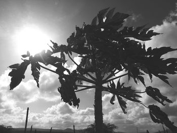 Low angle view of tree against sky