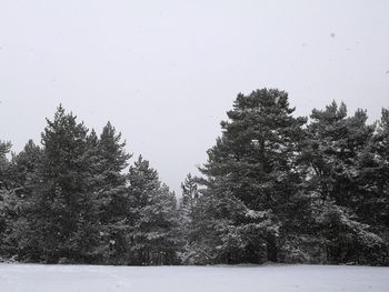 Trees against clear sky during winter