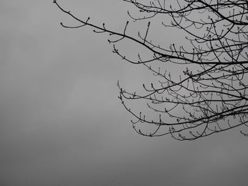 Low angle view of bare trees against sky