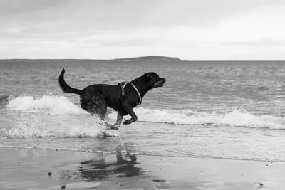 Dog on beach by sea against sky