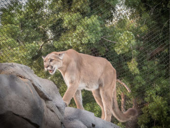 Cat standing on rock against trees