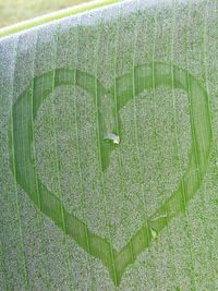 High angle view of green grass