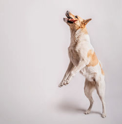 Dog standing against white background