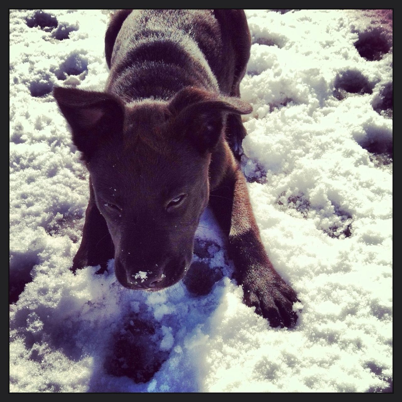 Sophias first snow❄