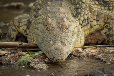 Close-up of nile crocodile head on riverbank