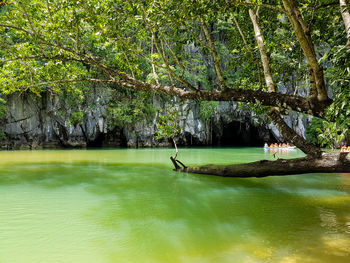 Reflection of trees on water