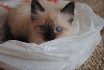 Portrait of kitten sitting in plastic bag at home