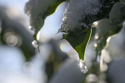 Close-up of water drops on plant