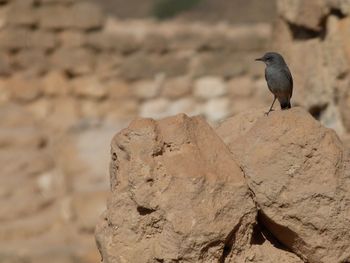 Close-up of bird perching on rock