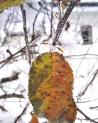 Close-up of frozen tree during winter