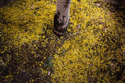 Low section of person standing on tree during autumn