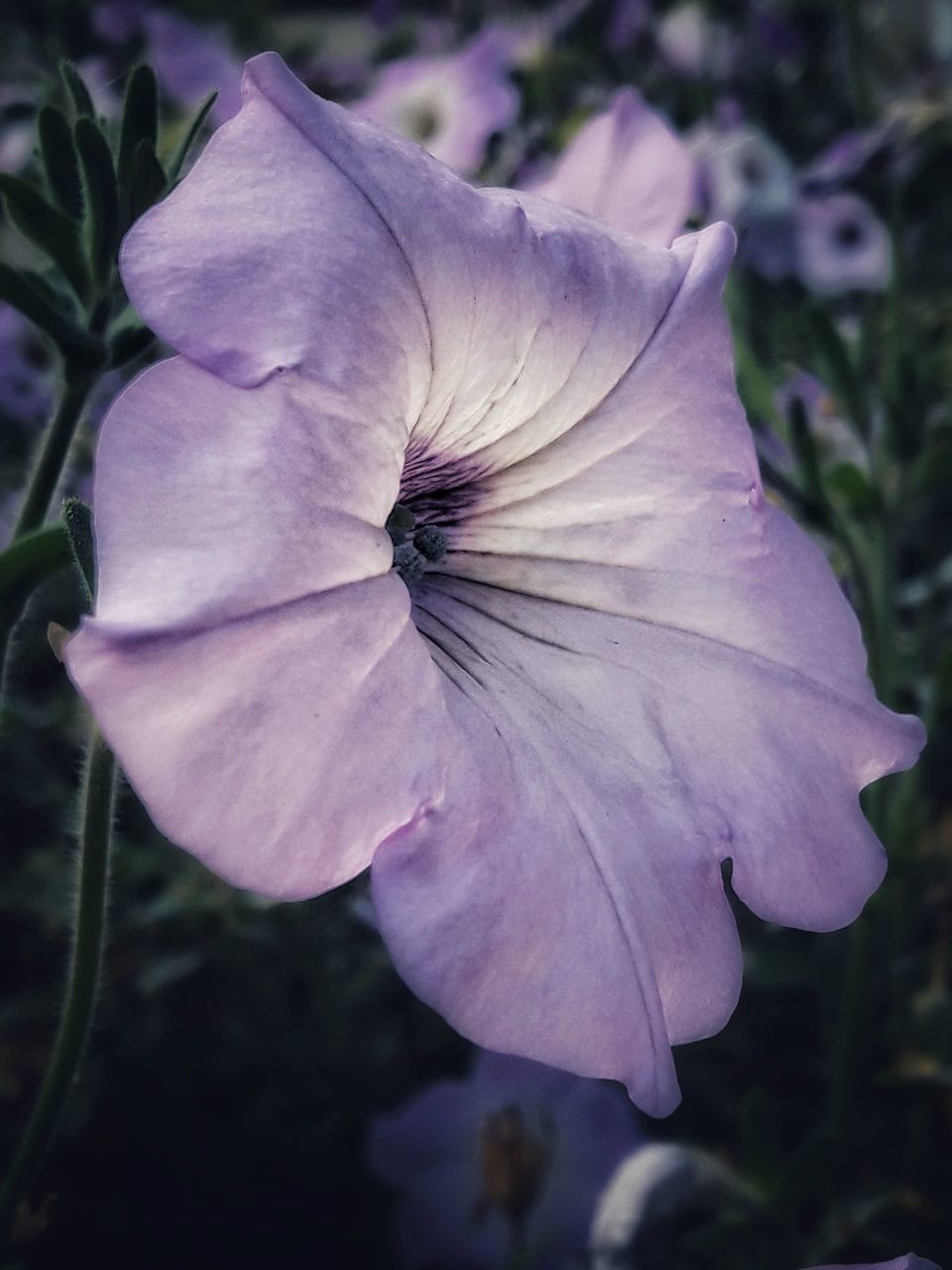 CLOSE-UP OF PURPLE ROSE