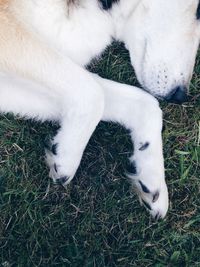 Dog sleeping on grassy field