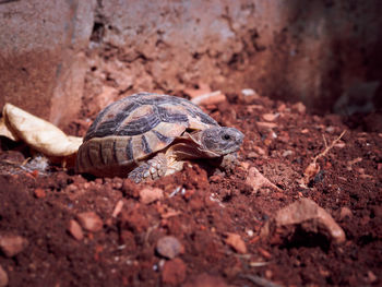 Close-up of lizard on ground