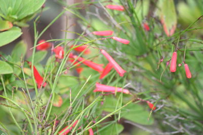 Close-up of red plant growing outdoors