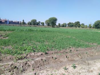 Scenic view of field against clear sky