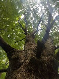 Low angle view of trees