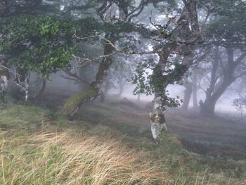 Trees in forest