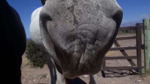 Close-up of cow grazing on field