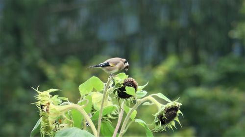 Close-up of bird perching on a flower