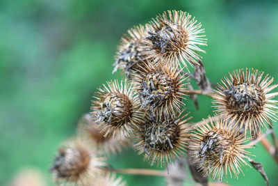 Close-up of dry dandelion