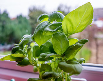 Close-up of fresh green leaves