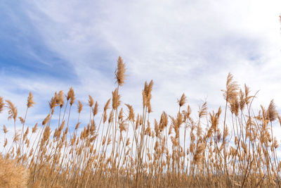 Low angle view of tall grasses blowing in wind in wetland nature preserve