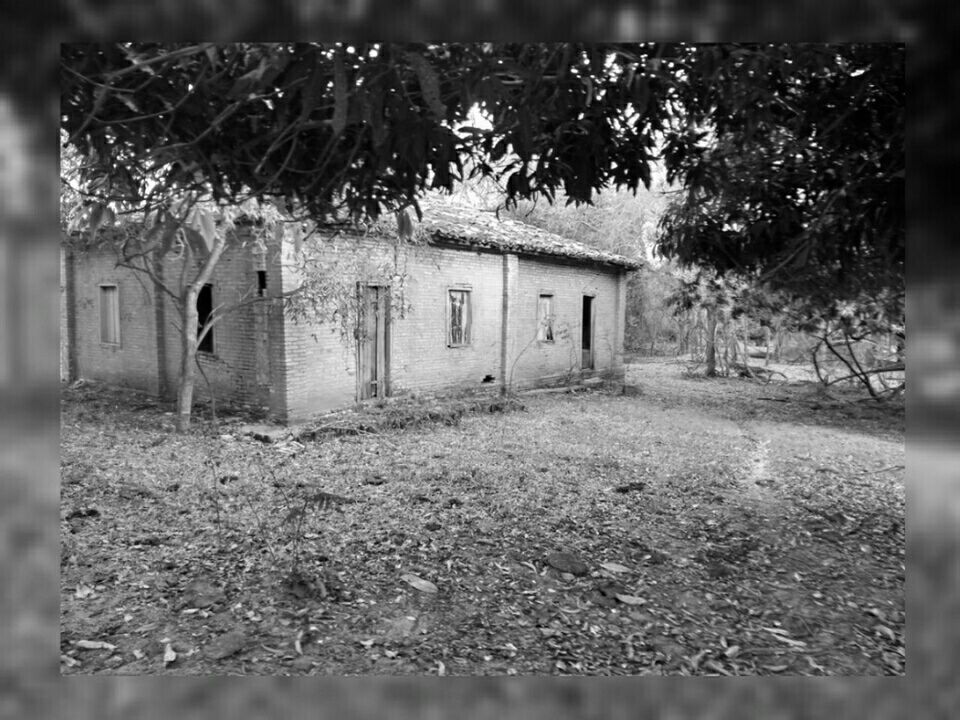 TREES IN HOUSE