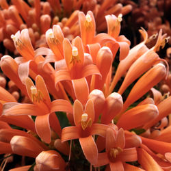Full frame shot of orange flowering plants