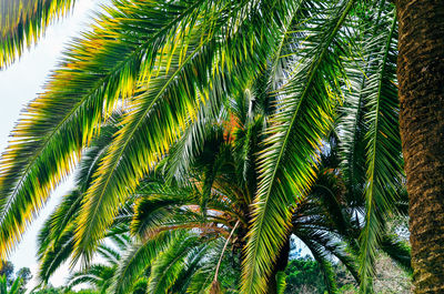 Low angle view of palm tree